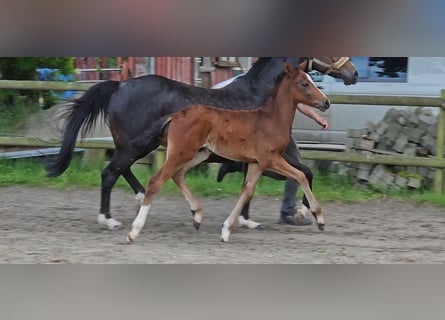 Pony tedesco, Stallone, Puledri
 (04/2024), 147 cm, Baio