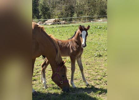 Pony tedesco, Stallone, Puledri (04/2026), 147 cm, Baio