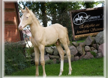 Pony tedesco, Stallone, Puledri
 (06/2023), 147 cm, Cremello