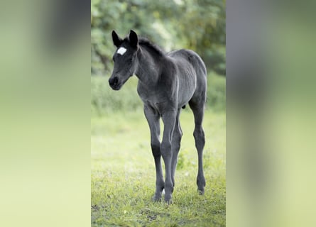 Pony tedesco, Stallone, Puledri (04/2026), 147 cm, Morello