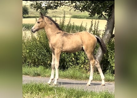 Pony tedesco, Stallone, Puledri
 (05/2024), 147 cm, Pelle di daino