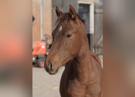 Pony tedesco, Stallone, Puledri (04/2025), 147 cm, Sauro