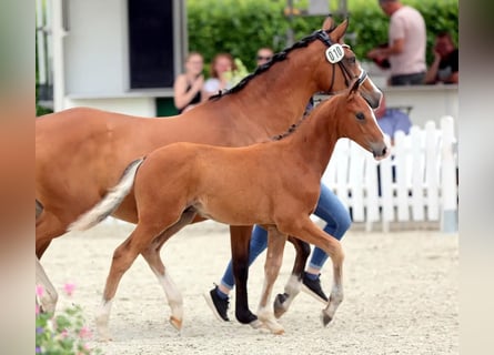 Pony tedesco, Stallone, Puledri (04/2025), 148 cm, Baio