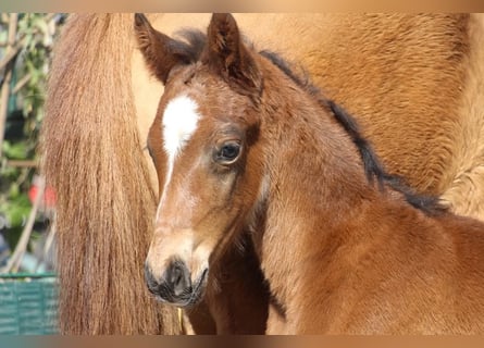 Pony tedesco, Stallone, , 148 cm, Baio