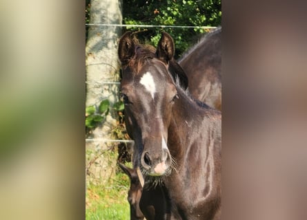 Pony tedesco, Stallone, Puledri (05/2024), 148 cm, Baio nero