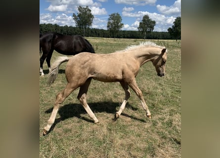 Pony tedesco, Stallone, Puledri
 (03/2024), 148 cm