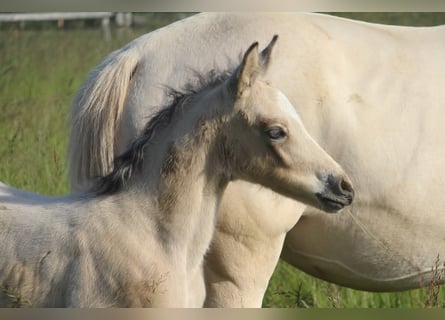 Pony tedesco, Stallone, , 148 cm