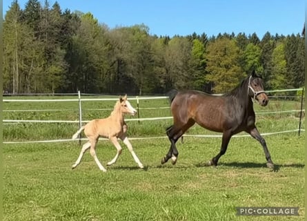 Pony tedesco, Stallone, Puledri (04/2026), 148 cm, Palomino