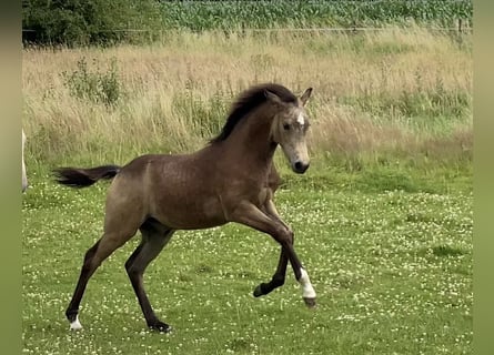 Pony tedesco, Stallone, Puledri
 (03/2024), 148 cm, Pelle di daino