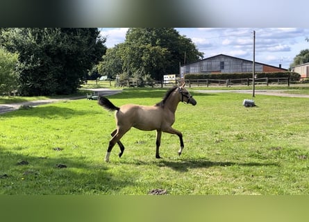 Pony tedesco, Stallone, Puledri
 (05/2024), 148 cm, Pelle di daino