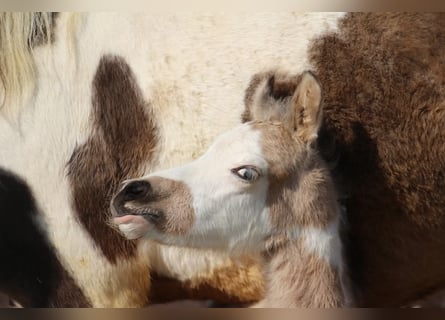 Pony tedesco, Stallone, , 148 cm, Pezzato