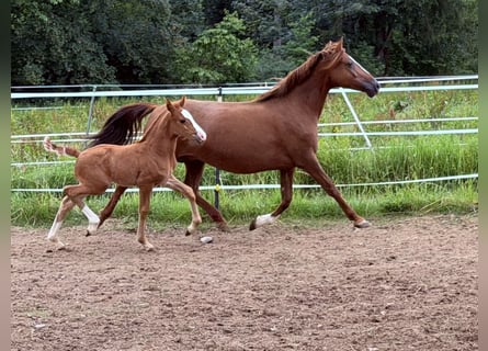 Pony tedesco, Stallone, Puledri (05/2026), 148 cm, Sauro