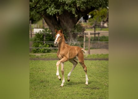 Pony tedesco, Stallone, Puledri (05/2026), 148 cm, Sauro