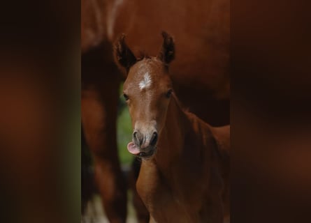 Pony tedesco, Stallone, Puledri
 (05/2023), 148 cm, Sauro scuro
