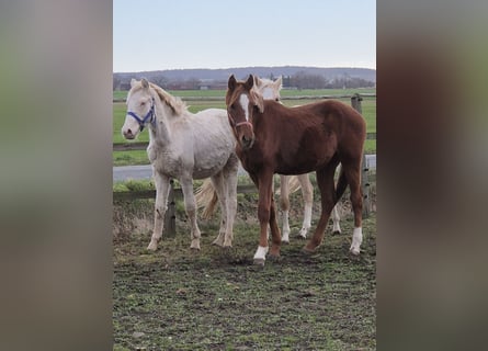 Pony tedesco, Stallone, Puledri (04/2025), 155 cm, Sauro scuro