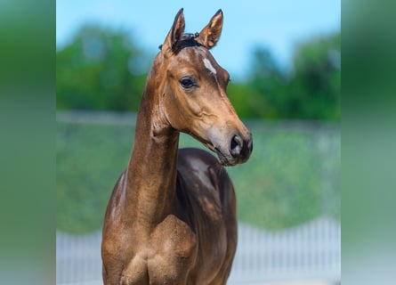 Pony tedesco, Stallone, Puledri (04/2026), Baio