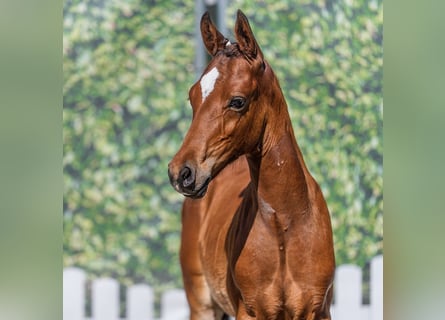 Pony tedesco, Stallone, Puledri (04/2026), Baio