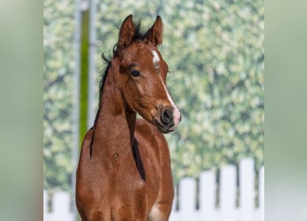 Pony tedesco, Stallone, Puledri (04/2026), Baio