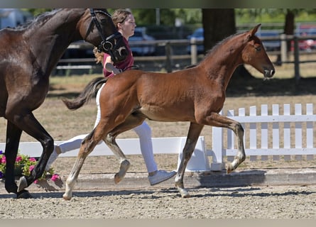 Pony tedesco, Stallone, Puledri (05/2026)
