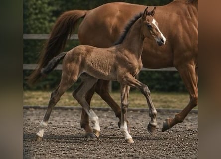 Pony tedesco, Stallone, Puledri (03/2026), Falbo