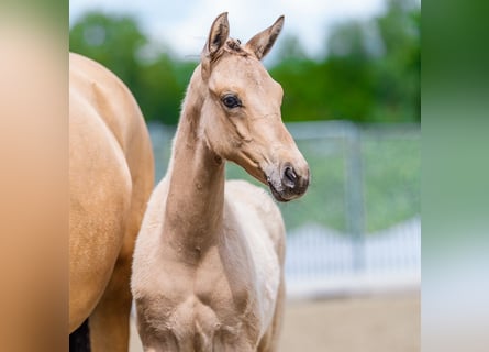Pony tedesco, Stallone, Puledri (03/2026), Falbo