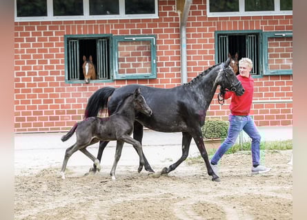 Pony tedesco, Stallone, , Morello
