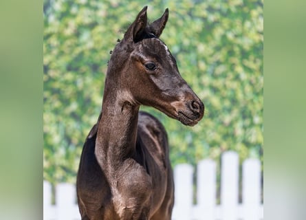 Pony tedesco, Stallone, Puledri (03/2026), Morello