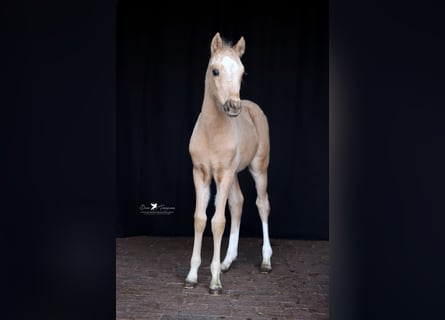 Pony tedesco, Stallone, , Palomino