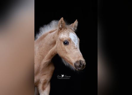 Pony tedesco, Stallone, , Palomino