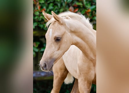 Pony tedesco, Stallone, Puledri
 (06/2024), Palomino