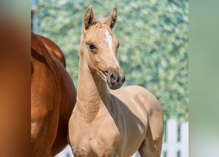 Pony tedesco, Stallone, Puledri (05/2026), Palomino