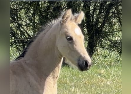 Pony tedesco, Stallone, Puledri (01/2026), Pelle di daino