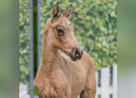 Pony tedesco, Stallone, Puledri (06/2026), Pelle di daino