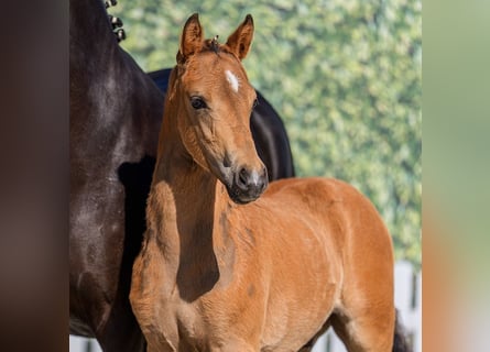 Pony tedesco, Stallone, Puledri (03/2026), Pelle di daino