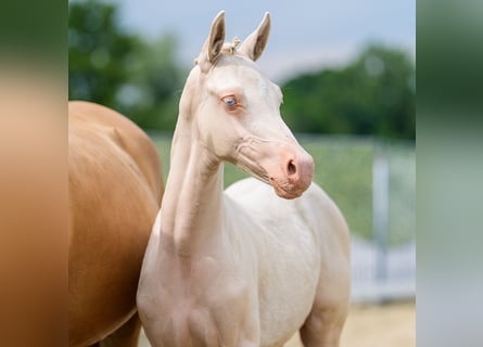 Pony tedesco, Stallone, Puledri (04/2026), Perlino