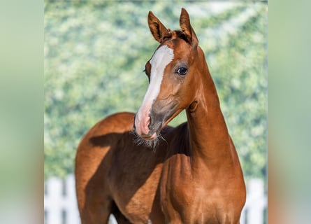 Pony tedesco, Stallone, Puledri (04/2026), Red dun