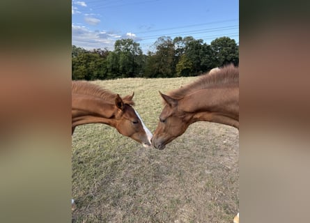Pony tedesco, Stallone, Puledri (04/2026), Sauro