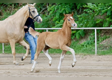 Pony tedesco, Stallone, Puledri (04/2026), Sauro