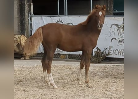 Pony tedesco, Stallone, Puledri (04/2026), Sauro scuro