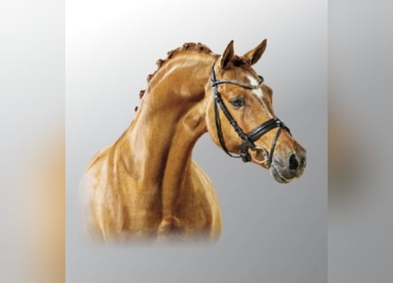 Pony tedesco, Stallone, 18 Anni, 147 cm, Sauro