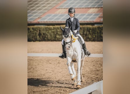 Pony zum Leasen gesucht - mit Perspektive 