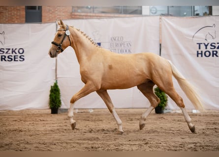 Pools halfbloed, Hengst, 2 Jaar, 165 cm, Palomino