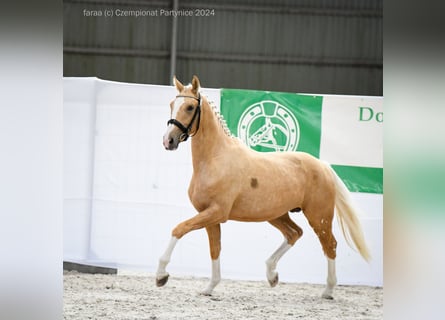 Pools halfbloed, Hengst, 2 Jaar, 165 cm, Palomino