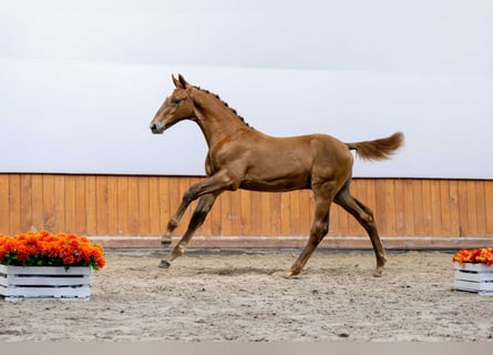Pools halfbloed, Hengst, Veulen (03/2025)