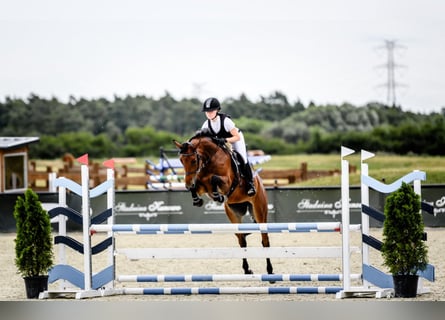 Pools halfbloed, Merrie, 10 Jaar, 164 cm, Roodbruin