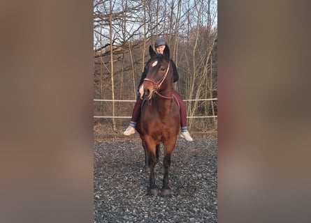 Pools halfbloed, Merrie, 15 Jaar, 165 cm, Bruin