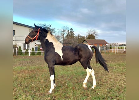 Pools halfbloed, Merrie, 1 Jaar, 160 cm, Gevlekt-paard