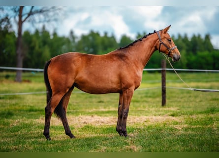 Pools halfbloed, Merrie, 2 Jaar, 162 cm, Bruin