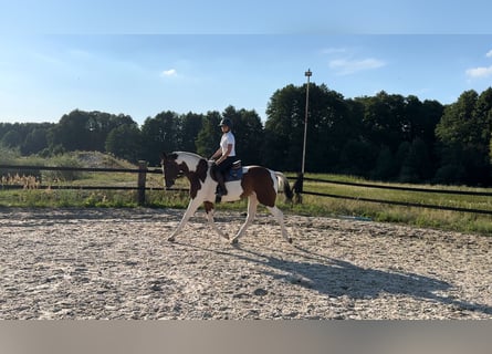 Pools halfbloed, Merrie, 5 Jaar, 172 cm, Gevlekt-paard