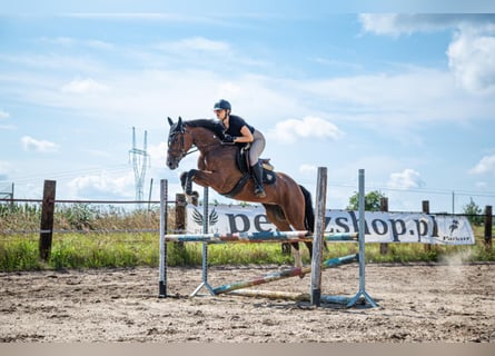 Pools halfbloed, Merrie, 6 Jaar, 164 cm, Bruin